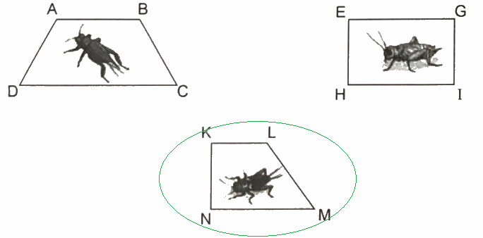 Giải bài 8: Góc nhọn, góc tù, góc bẹt (tiết 2) trang 29 vở bài tập Toán 4 - Kết nối tri thức với cuộc sống 7