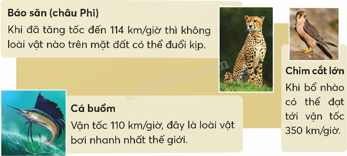 Toán lớp 5 Bài 83. Vận tốc - SGK chân trời sáng tạo 3